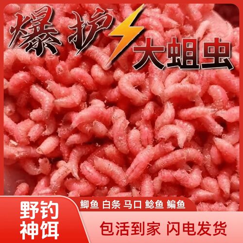 鲜活红蛆虫野钓神饵浓腥钓鱼饵户外溪流水库石斑马口鲫鱼爆护