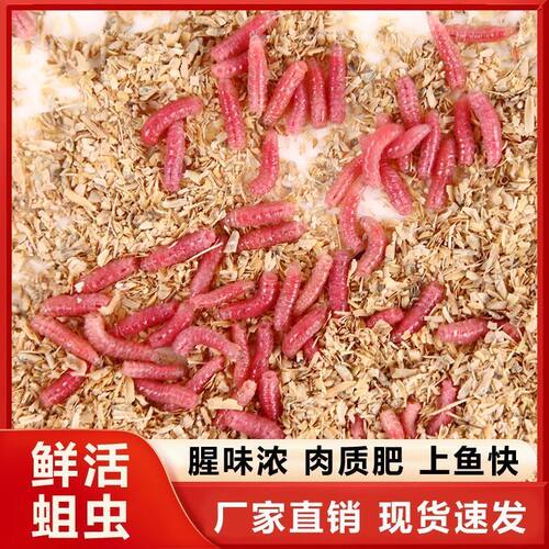 新鲜鲜活钓鱼活饵溪流蛆虫石斑鱼马口野钓白条牙子公鱼饵料鲫鱼