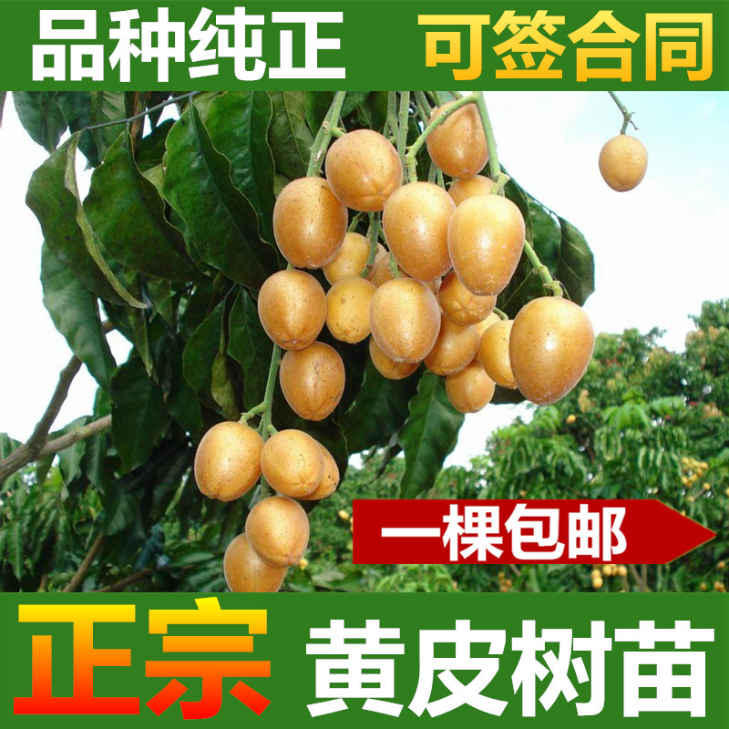 黄皮树苗 一棵包邮 正宗嫁接大鸡心黄皮无核黑黄皮果树苗广西发货