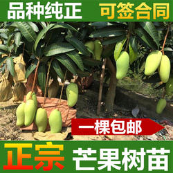 芒果树苗 一棵包邮 正宗嫁接四季蜜芒金煌芒桂七芒果 带泥球发货