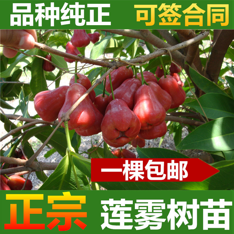 莲雾树苗 一棵包邮 嫁接果树苗 大叶红 黑金刚莲雾树苗 盆栽地栽