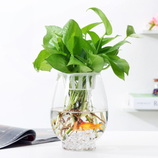 大号特价 水培恐龙蛋绿萝花盆鱼缸圆形水养植物器皿 透明玻璃花瓶