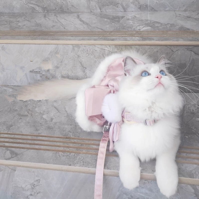 富贵缎子毛边宠物牵引绳猫狗通用仙女公主裙春秋冬溜猫狗胸背背心,宠物/宠物食品及用品,猫牵引绳,淘宝优惠券,粉丝福利购,淘宝优惠卷