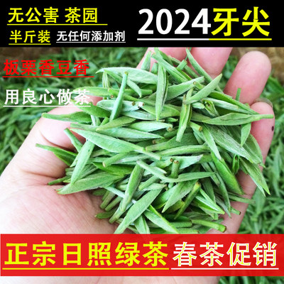 2024毛尖雀舌特级崂山银针芽春茶