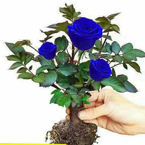 大花香水玫瑰花苗老桩月季盆栽染色植物室内外庭院阳台四季开花卉