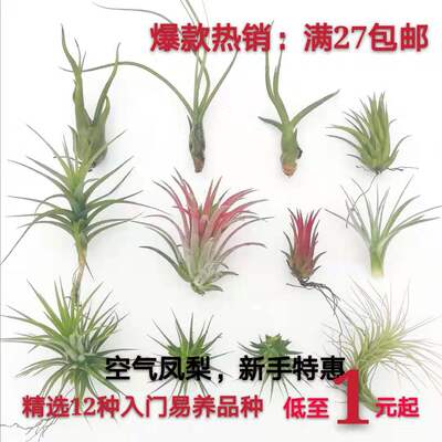空气凤梨植物室内吸甲醛绿植花卉