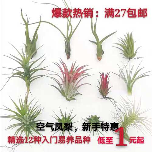 空气凤梨植物室内吸甲醛绿植花卉