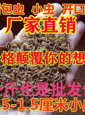面包虫活体小虫子1厘米宠物饲料蝎子蜘蛛石蛙开口虫 小幼虫活体