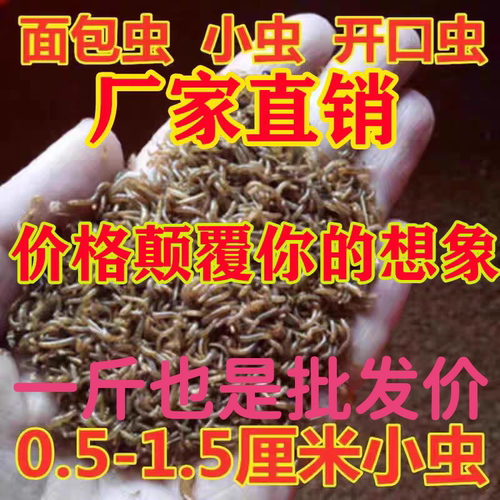 面包虫活体小虫子1厘米宠物饲料蝎子蜘蛛石蛙开口虫 小幼虫活体