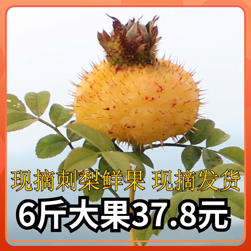 貴州特産2022年新鮮刺梨鮮果6斤現摘現發可榨汁泡酒生吃當季水果在類目 水產肉類/新鮮蔬果/熟食, 新鮮水果, 其它中 - 來自Buy2taobao.com提供專業的淘寶代購服務