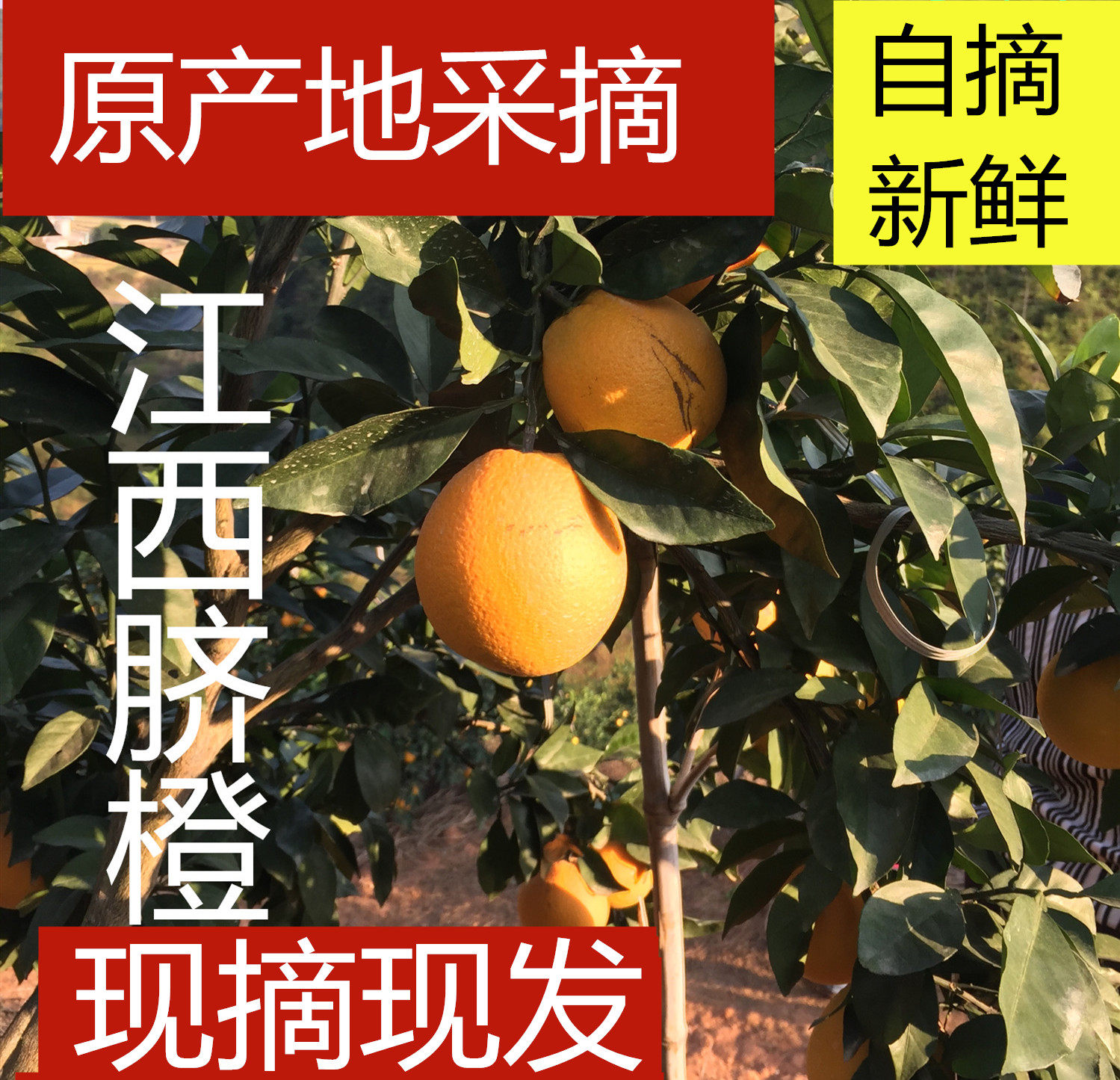 江西赣南切柑现摘现发橙子脐橙新鲜手剥橙好果原产地直发孕妇五斤