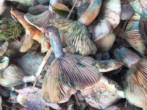 重阳菌新鲜野生菌铜绿菌菌子