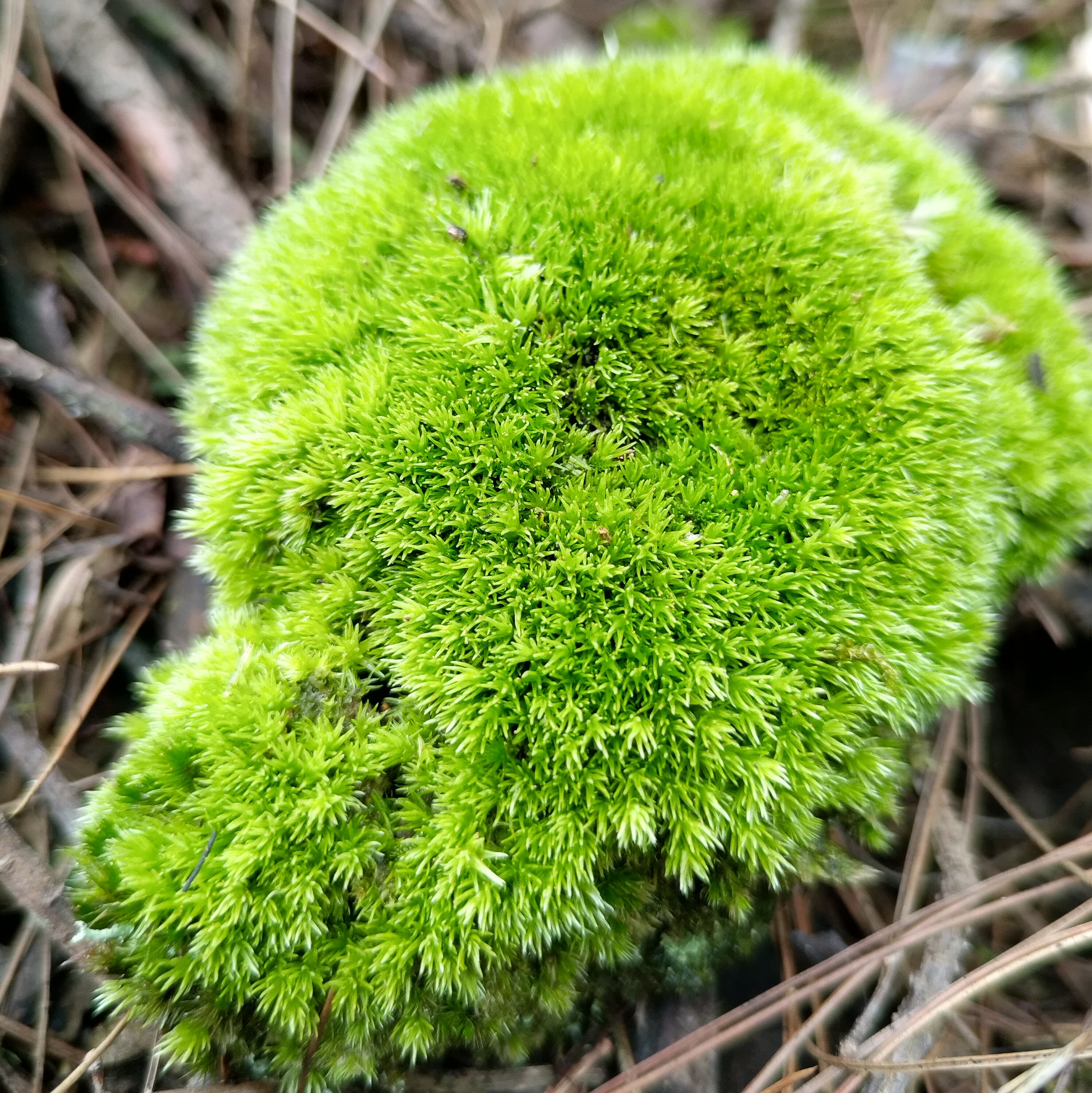 白发藓厚的绿苔盆景雨林缸庭院青苔造景鲜活苔藓微景观大盒装