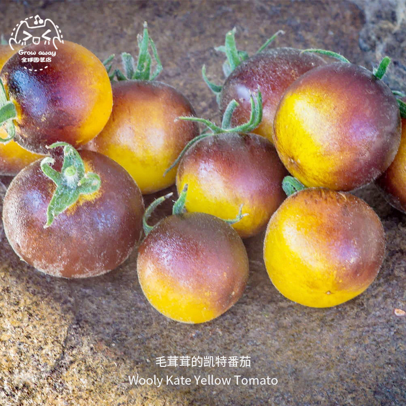毛茸茸凯特番茄种子矮生果味浓郁