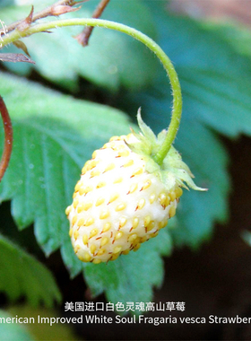 高山草莓种子白色灵魂浓郁甜美浆果菠萝味传家宝室内阳台春秋盆栽