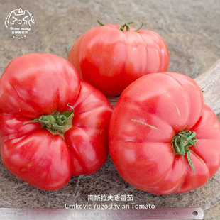 南斯拉夫语牛排番茄种子浓郁多汁饱满抗裂传家宝春秋花园阳台盆栽