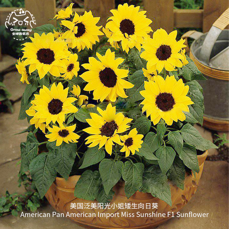 矮生向日葵种子阳光小姐盆栽切花
