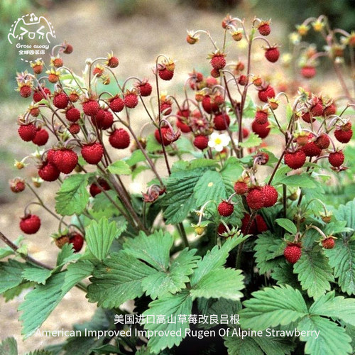 高山草莓种子甜浆果盆栽传家宝