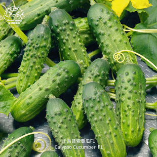 卡吕普索F1黄瓜种子皮薄多汁香甜高产抗性强春秋室内阳台盆栽蔬菜
