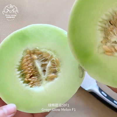 绿辉甜瓜种子浓郁皮薄香甜多汁
