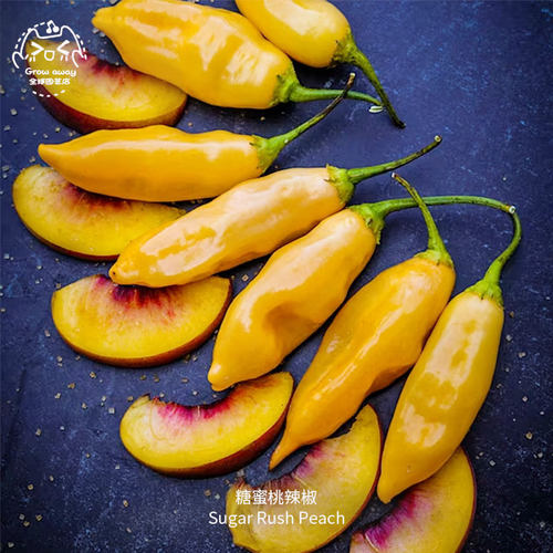糖蜜桃辣椒种子果香超辣水果香气