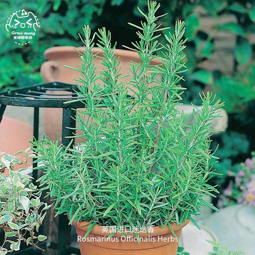 迷迭香种子传家宝香食用春秋盆栽