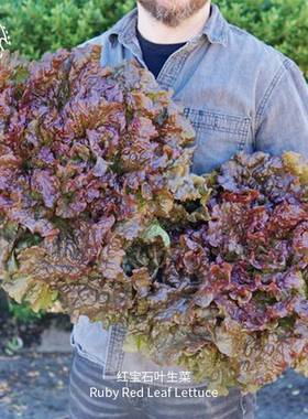 红宝石生菜种子耐热高产酥脆ASS获奖品种传家宝室内阳台四季盆栽