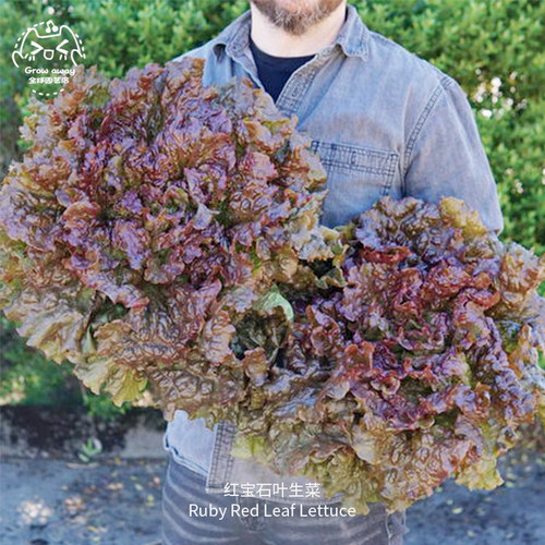 红宝石生菜种子耐热高产酥脆浓郁