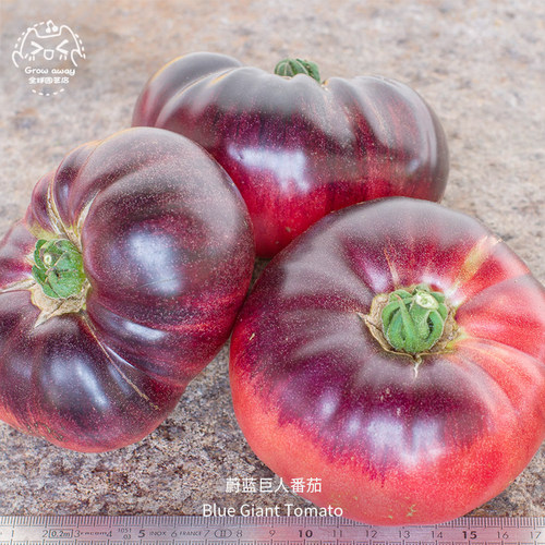 蔚蓝巨人牛排番茄种子浓郁多汁