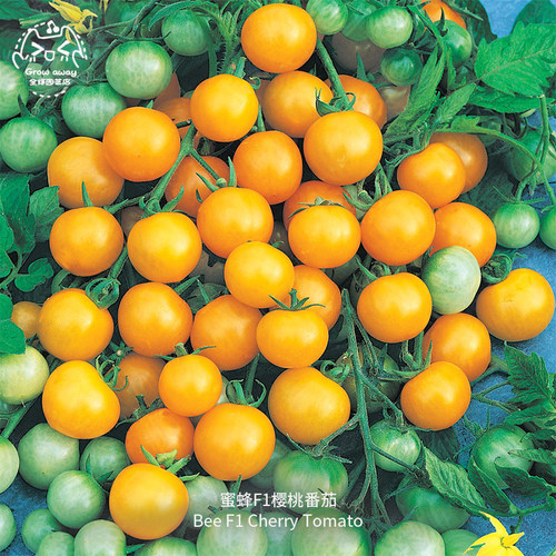 蜂蜜F1黄樱桃小番茄种子多汁超甜
