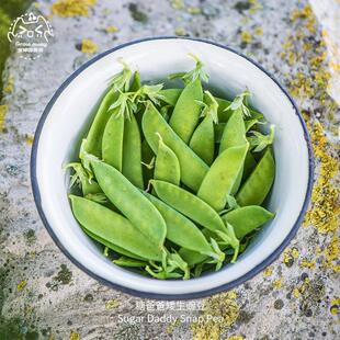 糖爸爸矮生豌豆种子紧凑松脆抗病高产浓郁传家宝室内阳台春秋盆栽