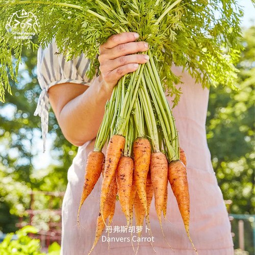 丹弗斯胡萝卜种子无核高产传家宝