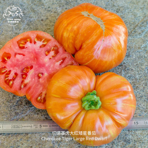 切诺基虎红矮星番茄种子高产浓郁