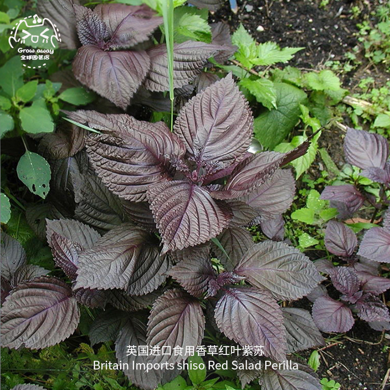 红叶紫苏种子传家宝春秋易种盆栽