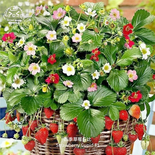丘比特草莓种子F1浓郁甜酸白花