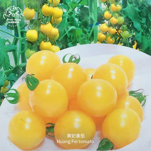 黄妃F1樱桃小番茄种子皮薄超甜