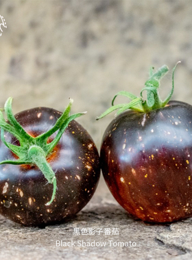 黑色影子番茄种子浓郁香甜皮薄多汁高产传家宝春秋盆栽可留种蔬菜