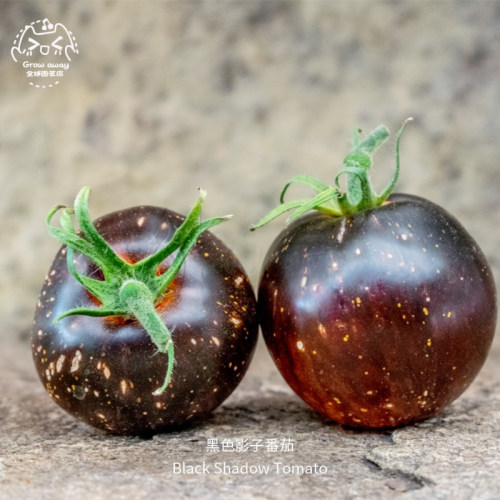 黑色影子番茄种子浓郁香甜皮薄