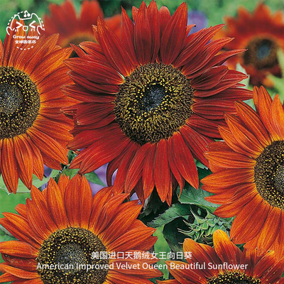 天鹅绒女王多头切花向日葵种子