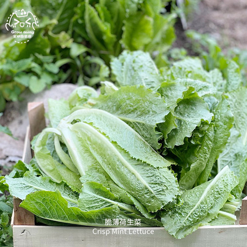 脆薄荷生菜种子温和甜美松脆浓郁