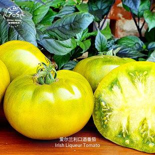 爱尔兰利口酒牛排番茄种子果肉紧实多汁超甜高糖果香浓郁传家宝