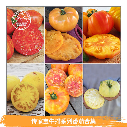 传家宝牛排大番茄种子合集紫切诺基白兰地马蹄可留种春秋阳台盆栽