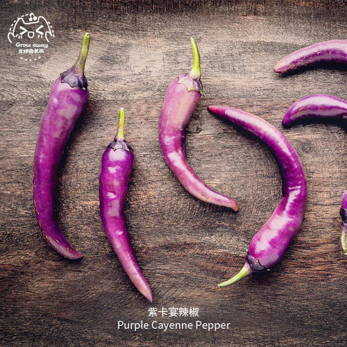 紫卡宴辣椒种子紧凑高产果味中辣