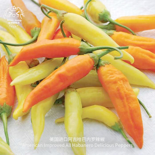 传家宝阿吉哈巴内罗辣椒种子高产