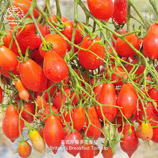 英式早餐多花小番茄种子爆花高产抗裂多汁传家宝春秋室内阳台盆栽