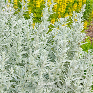 草原白鼠尾草种子多年生进化熏香高产香草传家宝室内阳台四季盆栽