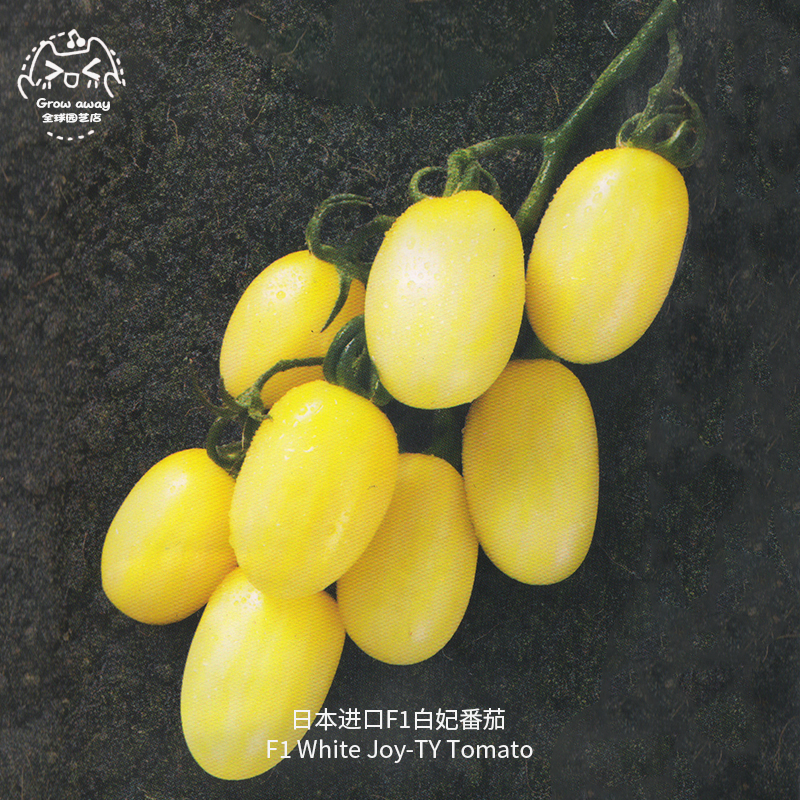 白妃番茄种子F1高产多汁抗裂纯甜