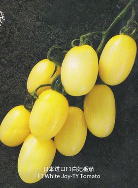 白妃番茄种子F1高产多汁抗裂纯甜高糖抗性强春秋阳台盆栽易种蔬菜