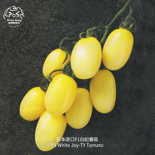 白妃番茄种子F1高产多汁抗裂纯甜