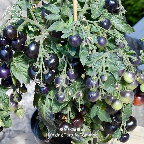 垂吊松露番茄种子紧凑浓郁多汁